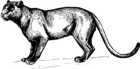 vector black Panther wild cats graphic illustrationのイラスト素材