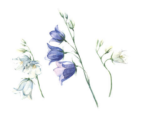 set watercolor flowers background mountain bell blueの写真素材