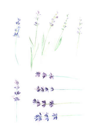 set watercolor flowers background medicinal herbs lavenderの写真素材