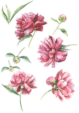 set watercolor flowers background peony burgundyの写真素材