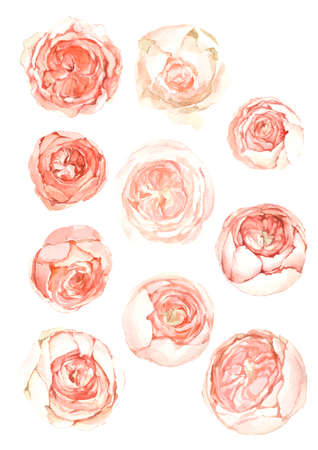 set watercolor flowers background pink powder peony rosesの写真素材