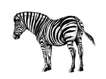 graphic background illustration, zebra wild striped horseの写真素材