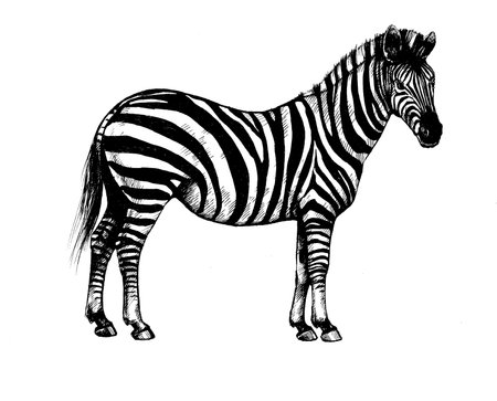 graphic background illustration, zebra wild striped horseの写真素材