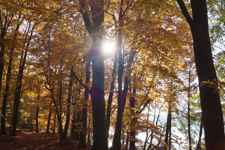 Atmospheric colored autumn forest by a quiet lake - beech forest - beech