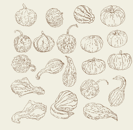 Vector collection of hand drawn fall  winter gourds and squash sketchesのイラスト素材