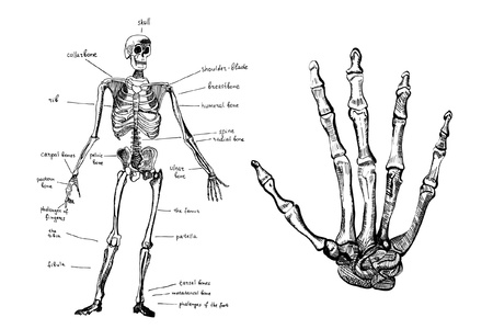 Skeleton and handのイラスト素材