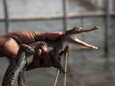 Small crocodile in hand of a man who shows it to tourists 