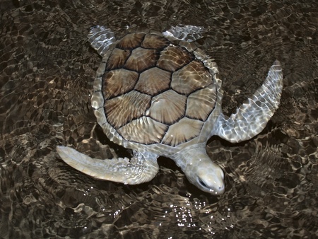 Sea turtle swimming just under water.