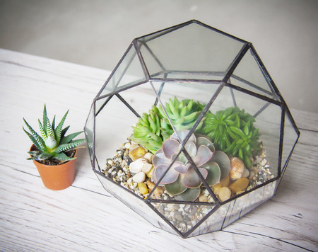 glass florarium for plant, beautiful geometric vase for interior
の写真素材