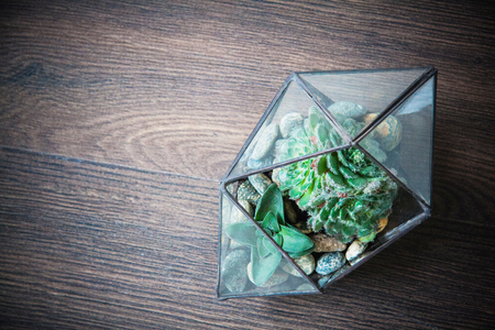 glass florarium for plant, beautiful geometric vase for interiorの写真素材