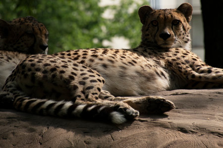 Wild Cheetah in African Safari in Serengeti resting and stretching in sunlightの写真素材