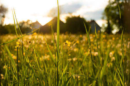 Blurry alpine landscape with green grass on the foreground, photo taken in Fussen, Germany.の写真素材