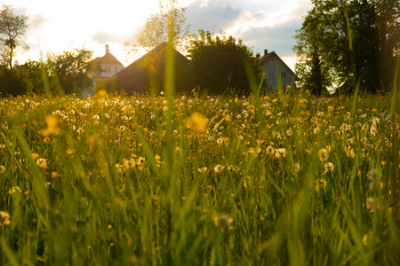 Blurry alpine landscape with green grass on the foreground, photo taken in Fussen, Germany.の写真素材