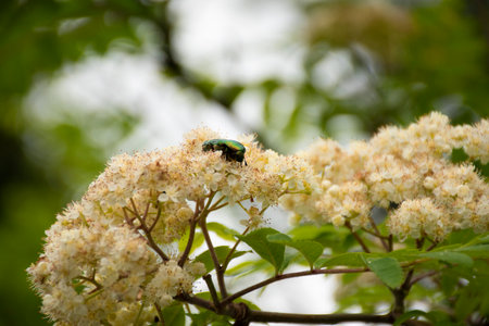 May chafers on blooming branch of Acacia. Wildlife of Bavaria, Germany. Photo taken in Fussen, Germany.の写真素材