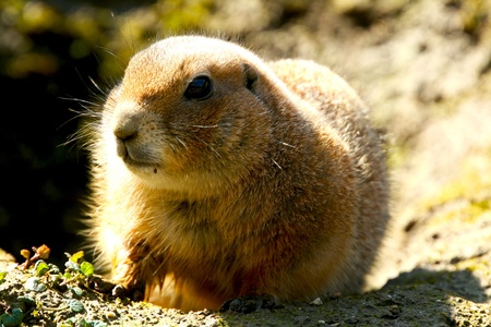 A gopher is watching his food