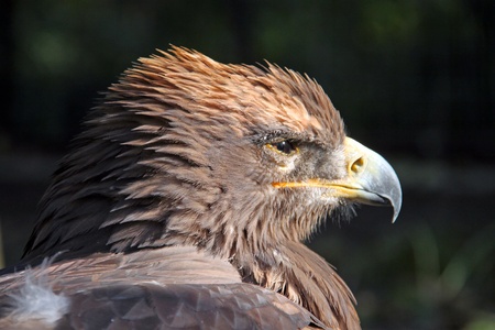 A Steppe eagle (Aquila-nipalensis) in search for its prey.の写真素材