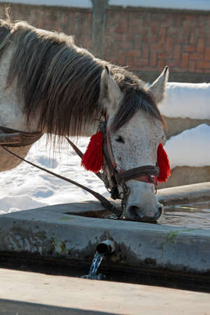 A white horse is drinking at a troughの写真素材