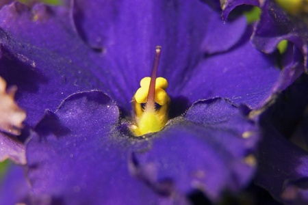 Macro foto of the petals of a Saintpauliaの写真素材