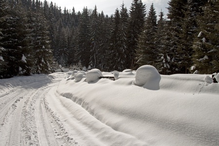 A snowy road in the winter pine forestの写真素材