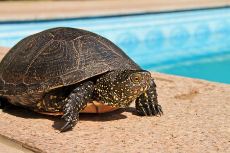 A big green turtle posing next to a swimming poolの写真素材
