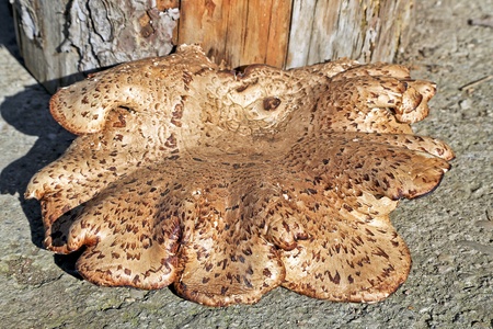 Close-up of a big brown tinder mushroomの写真素材
