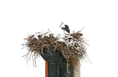 A stork sitting on the nest isolated on a white backgroundの写真素材