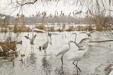 Great egrets in a lakeの写真素材