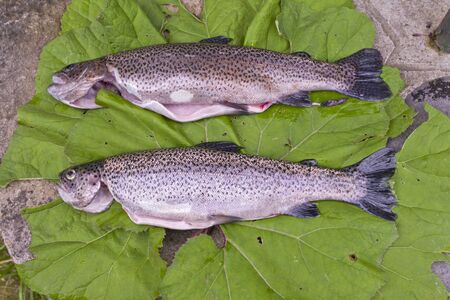 Two trouts served on a leaf plateの写真素材