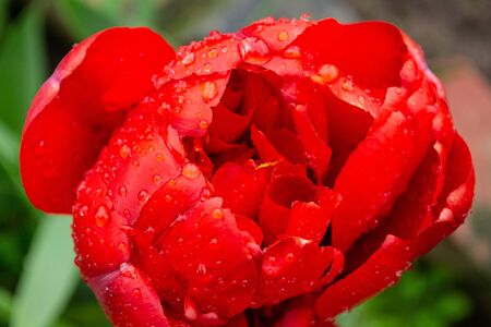 red tulip flower in raindrops.の写真素材