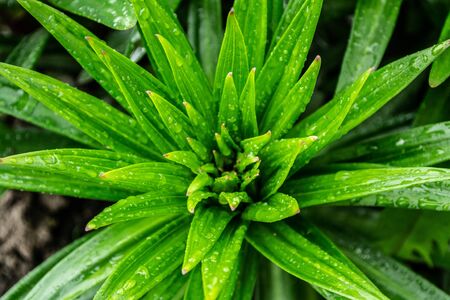 leaves of green grass in the Park.の写真素材