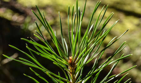 needles of a young spruce in a coniferous forest in the sun.