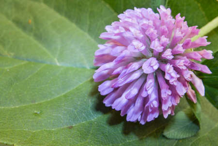 purple clover flower on a green background of a plant leaf.