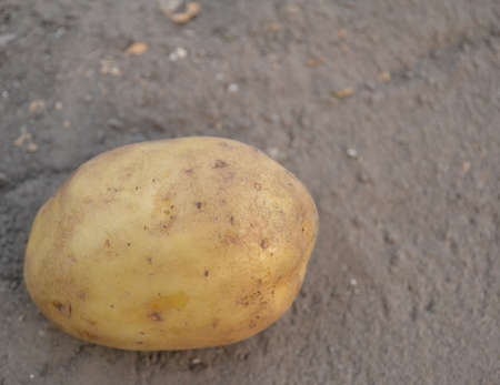 potato tuber light brown on the ground in the fall in the garden.の写真素材