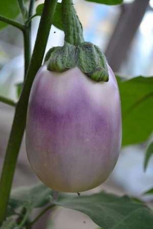 purple eggplant with green leaves in the autumn garden.の写真素材