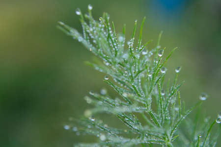 green sprig of dill with drops of morning dew.の写真素材