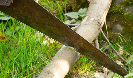 sawing a fallen tree trunk with a hacksaw.の写真素材