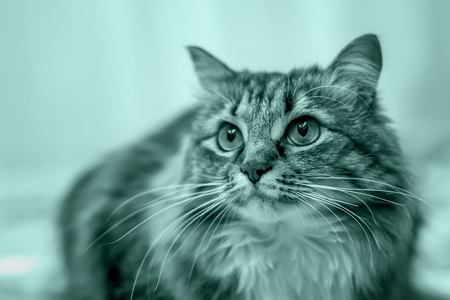 beautiful fluffy Siberian cat, Maine Coon on a white background