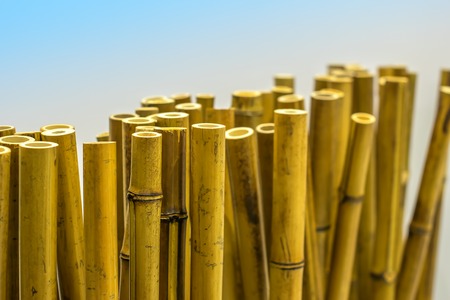 cut bamboo stems on white backgroundの写真素材