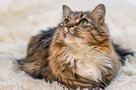 beautiful fluffy Siberian cat, Maine Coon on a terry blanketの写真素材
