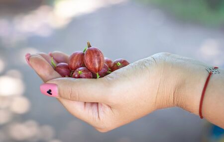 fresh red gooseberry in female girl hand with beautiful manicureの写真素材
