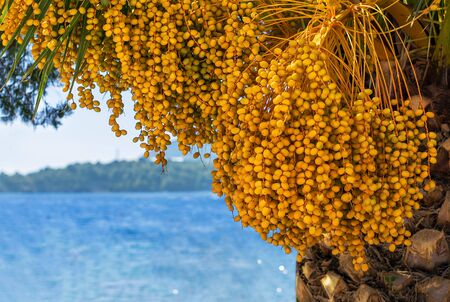 subtropical landscape harvest of ripe juicy fruits of dates on date palm on shore against the background of the blue seaの写真素材