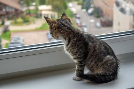 curious little kitten looks out the window. cat on the windowsill