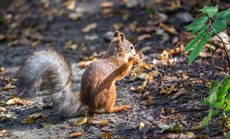 Funny red squirrel with a fluffy tail in the forest gnaws a nutの写真素材