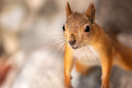 Funny red squirrel with a cute face close upの写真素材