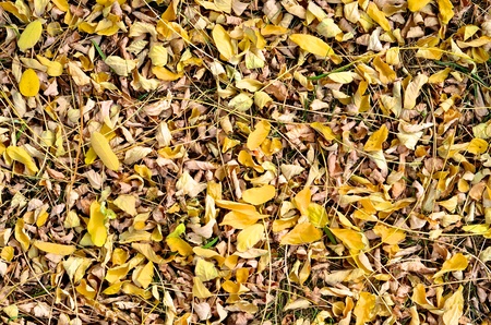 Autumn leaves on the groundの写真素材