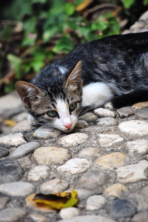 Closeup of a young cat laying on a pebble path.の写真素材