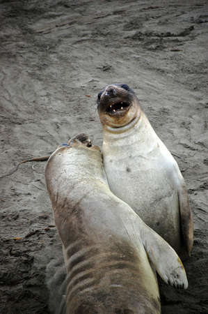 Two sea lions play fight on the sand along the Californian coastline.の写真素材