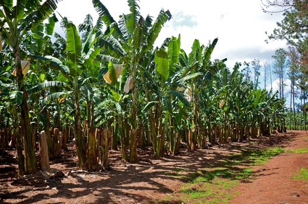A banana plantation in Queensland, Australia の写真素材