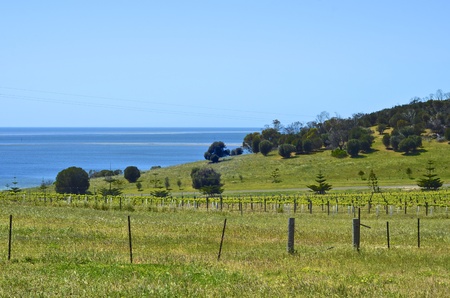 Vineyard on Kangaroo Island, South Australia の写真素材