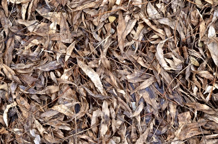 Dried fallen leaves texture background の写真素材